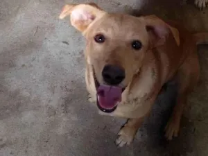 Cachorro raça SRD-ViraLata idade 7 a 11 meses nome Zeus