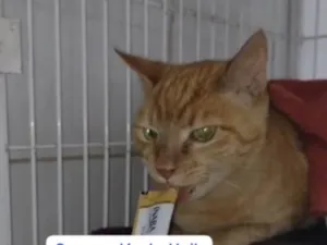 Gato raça SRD-ViraLata idade 7 a 11 meses nome Amarelo