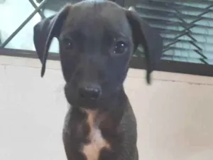 Cachorro raça SRD-ViraLata idade Abaixo de 2 meses nome Filhotes