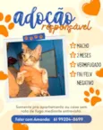 lindos felinos