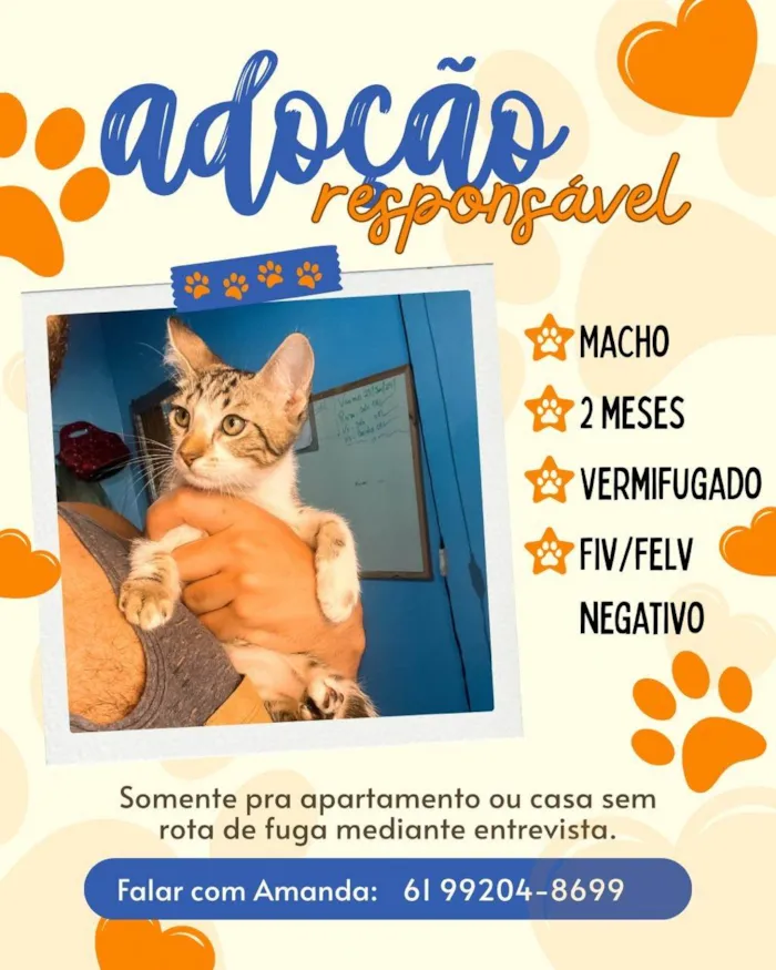 Gato ra a SRD-ViraLata idade 2 a 6 meses nome lindos felinos