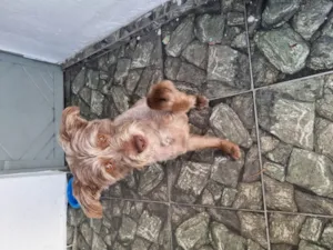 Cachorro raça SRD-ViraLata idade 1 ano nome Sem nome