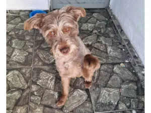 Cachorro raça SRD-ViraLata idade 1 ano nome Sem nome