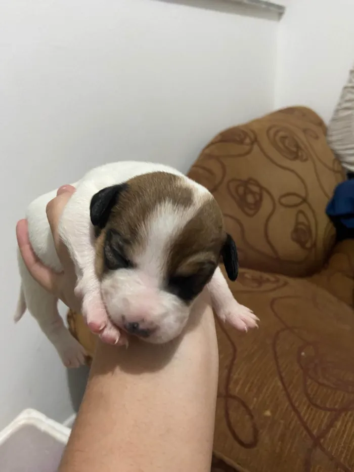 Cachorro ra a SRD-ViraLata idade Abaixo de 2 meses nome Eles ainda não tem nomes 