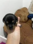 Eles ainda não tem nomes