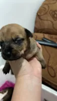 Eles ainda não tem nomes