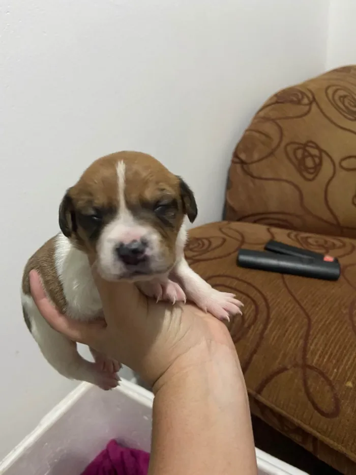 Cachorro ra a SRD-ViraLata idade Abaixo de 2 meses nome Eles ainda não tem nomes 
