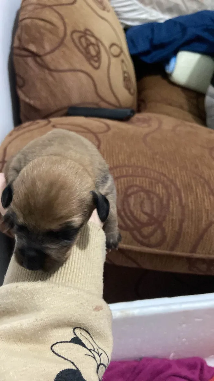 Cachorro ra a SRD-ViraLata idade Abaixo de 2 meses nome Eles ainda não tem nomes 