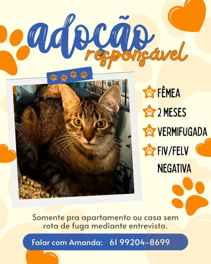 Gato ra a SRD-ViraLata idade 2 a 6 meses nome sem nome