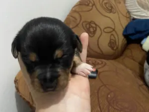 Cachorro raça SRD-ViraLata idade Abaixo de 2 meses nome Eles ainda não tem nomes 
