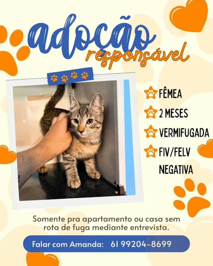 Gato ra a SRD-ViraLata idade 2 a 6 meses nome sem nome