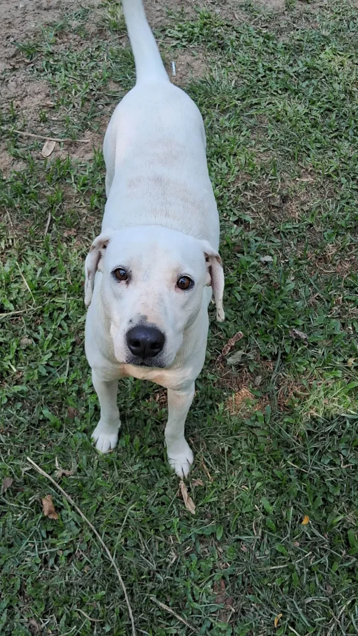 Cachorro ra a SRD-ViraLata idade 2 anos nome Neném 