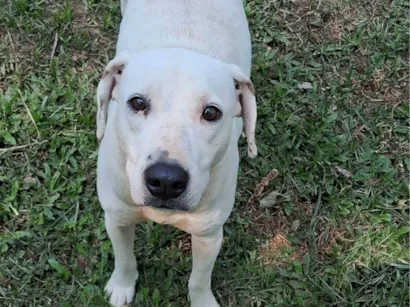Cachorro raça SRD-ViraLata idade 2 anos nome Neném 