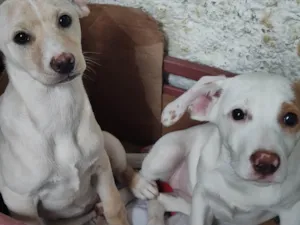 Cachorro raça SRD-ViraLata idade 2 a 6 meses nome Lua e Estrela 