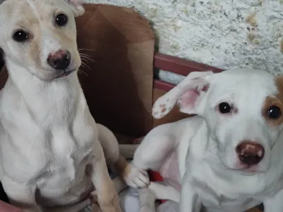 Cachorro raça SRD-ViraLata idade 2 a 6 meses nome Lua e Estrela 