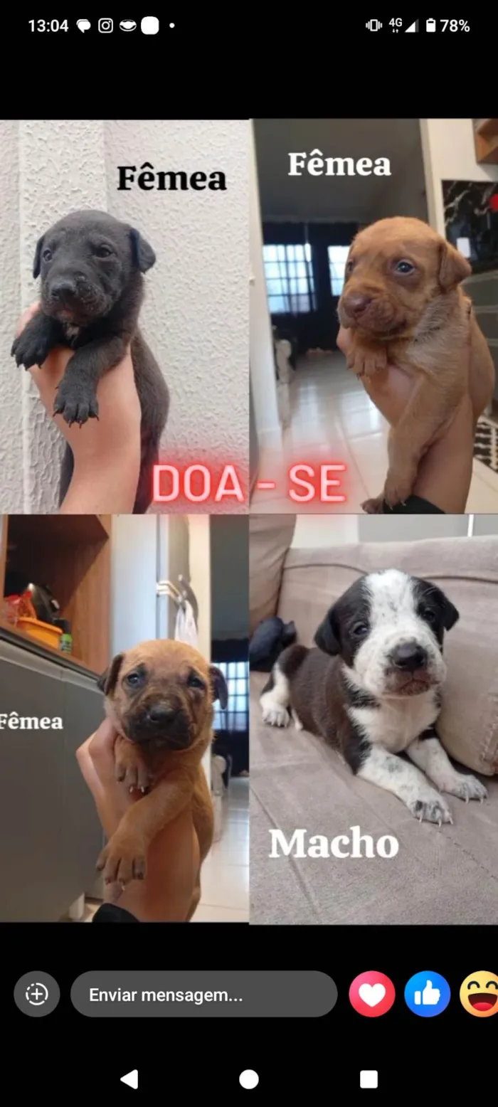 Cachorro ra a SRD-ViraLata idade Abaixo de 2 meses nome Ainda sem nome
