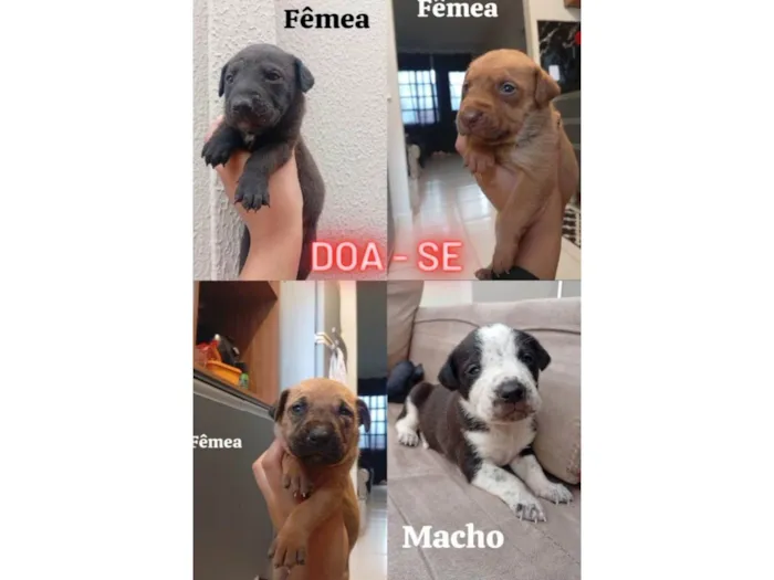 Cachorro ra a SRD-ViraLata idade Abaixo de 2 meses nome Ainda sem nome