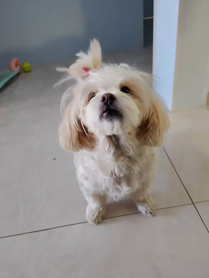 Cachorro ra a Lhasa Apso idade 6 ou mais anos nome Lisa