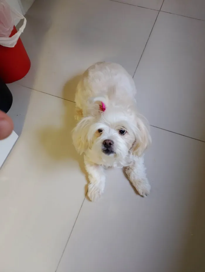 Cachorro ra a Lhasa Apso idade 6 ou mais anos nome Lisa