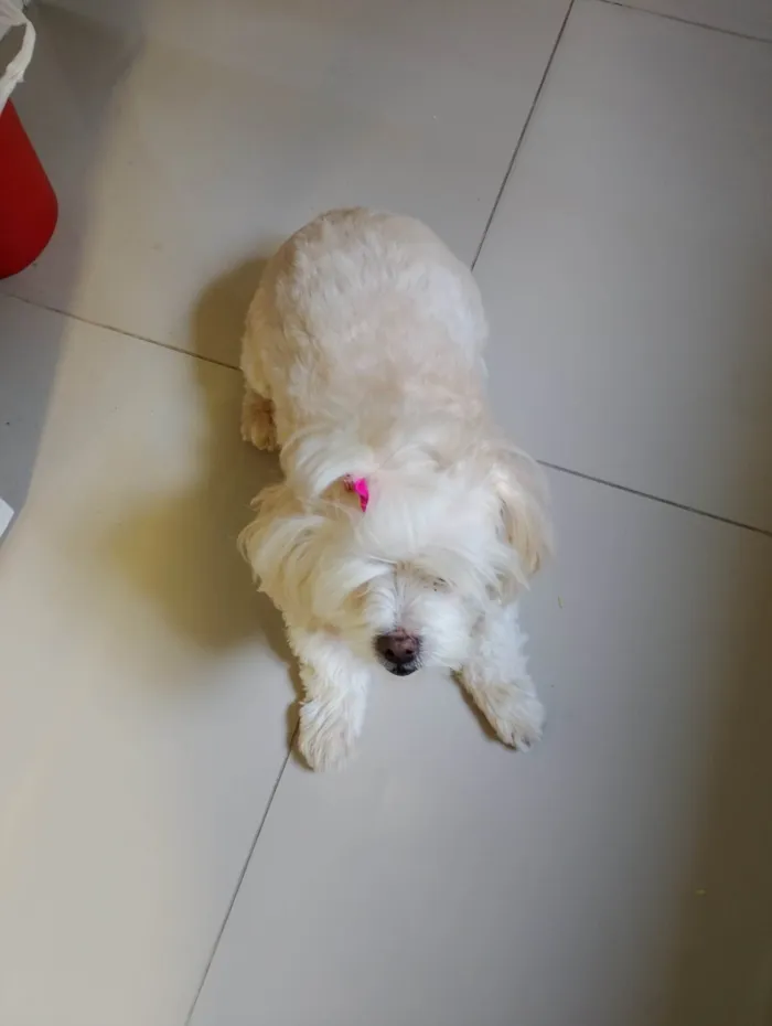 Cachorro ra a Lhasa Apso idade 6 ou mais anos nome Lisa