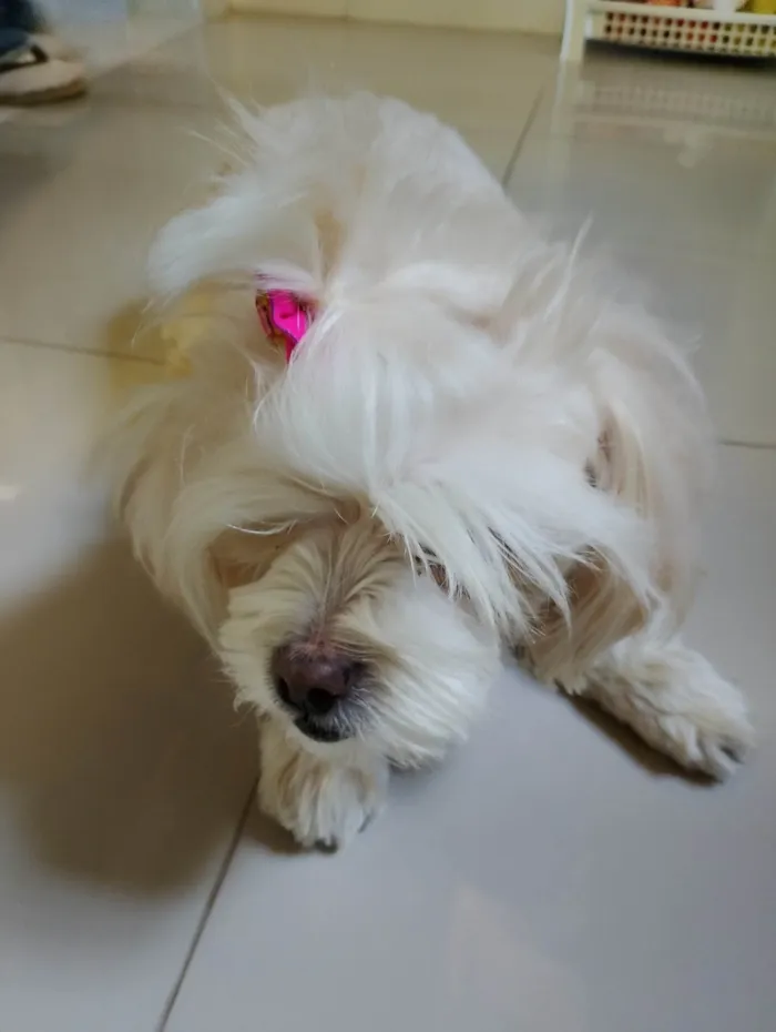 Cachorro ra a Lhasa Apso idade 6 ou mais anos nome Lisa