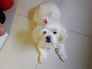 Cachorro raça Lhasa Apso idade 6 ou mais anos nome Lisa