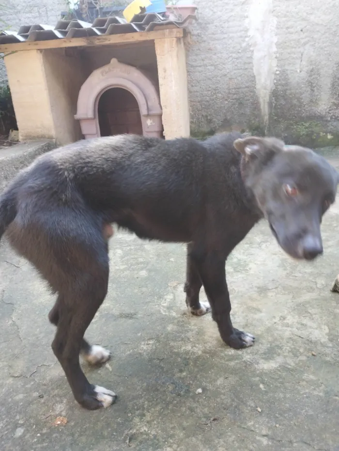 Cachorro ra a SRD-ViraLata idade 2 a 6 meses nome Betovem