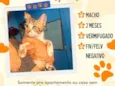 lindos felinos