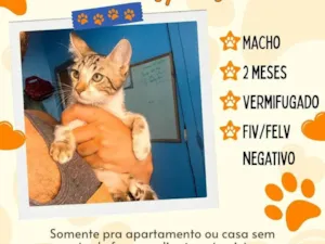 Gato raça SRD-ViraLata idade 2 a 6 meses nome lindos felinos