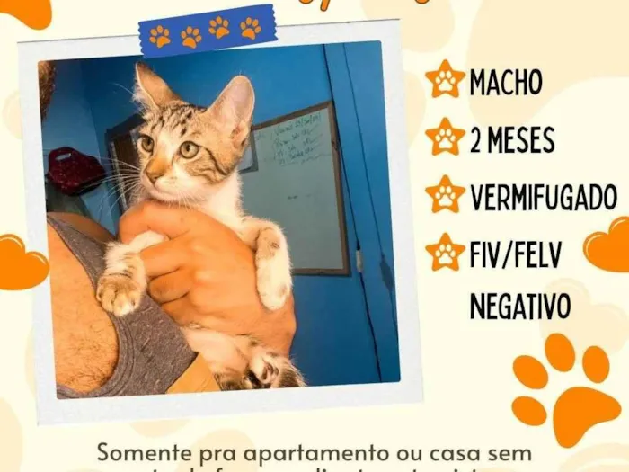 Gato ra a SRD-ViraLata idade 2 a 6 meses nome lindos felinos