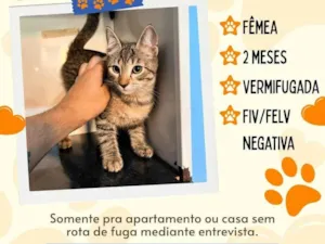 Gato raça SRD-ViraLata idade 2 a 6 meses nome sem nome