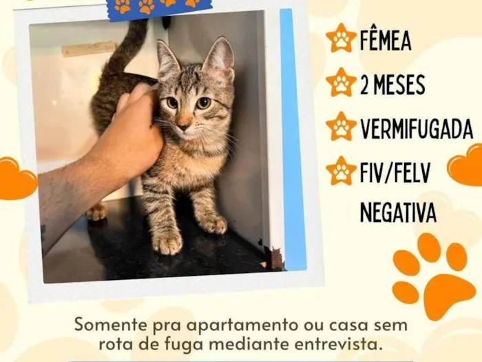 Gato ra a SRD-ViraLata idade 2 a 6 meses nome sem nome
