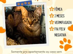 Gato raça SRD-ViraLata idade 2 a 6 meses nome sem nome
