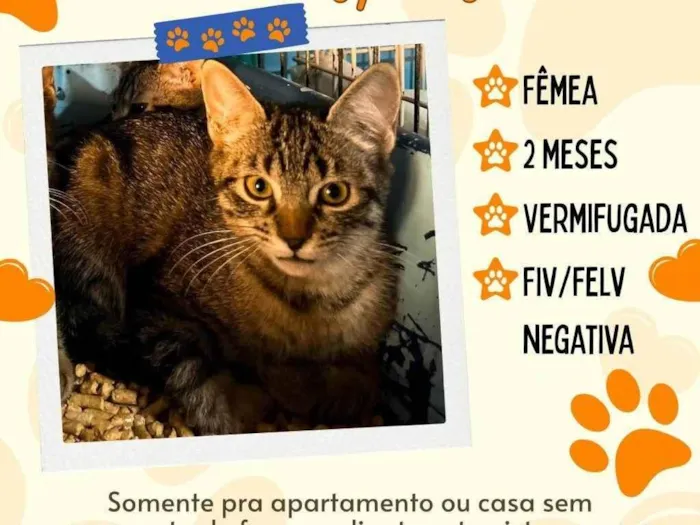 Gato ra a SRD-ViraLata idade 2 a 6 meses nome sem nome