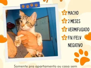 Gato raça SRD-ViraLata idade 2 a 6 meses nome sem nome 
