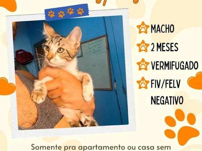 Gato ra a SRD-ViraLata idade 2 a 6 meses nome sem nome 