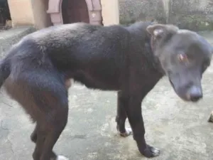 Cachorro raça SRD-ViraLata idade 2 a 6 meses nome Betovem