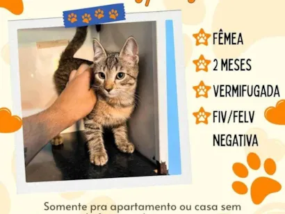 Gato raça SRD-ViraLata idade 2 a 6 meses nome sem nome