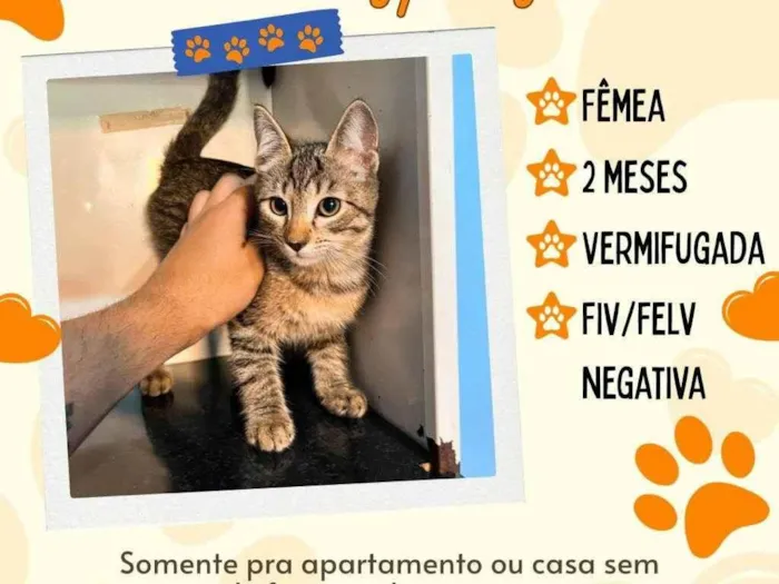 Gato ra a SRD-ViraLata idade 2 a 6 meses nome sem nome