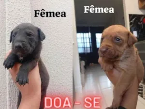 Cachorro raça SRD-ViraLata idade Abaixo de 2 meses nome Ainda sem nome