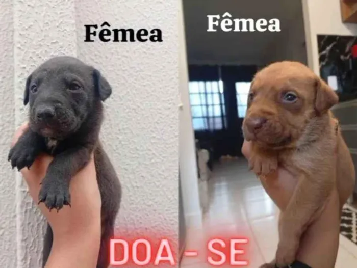 Cachorro ra a SRD-ViraLata idade Abaixo de 2 meses nome Ainda sem nome
