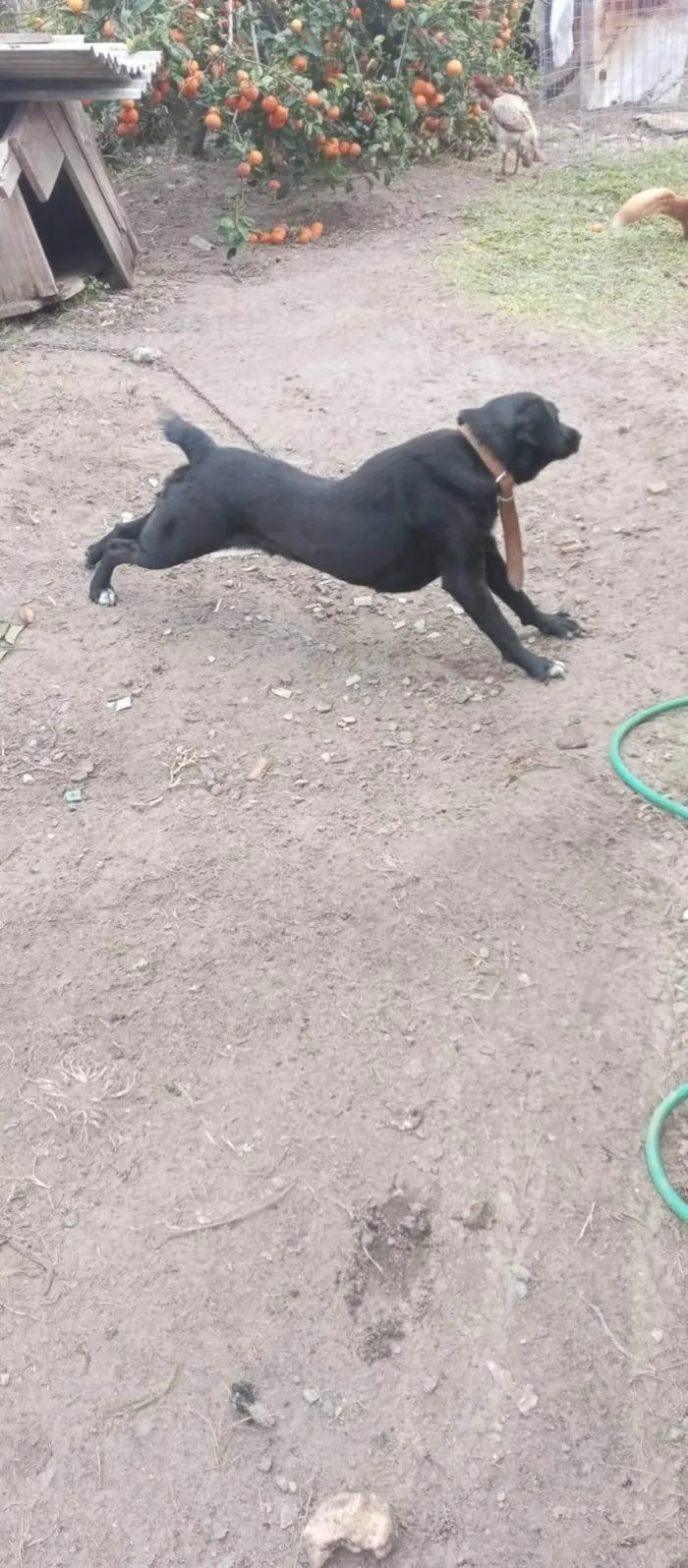Cachorro ra a SRD-ViraLata idade 4 anos nome Pretinha