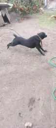 Pretinha