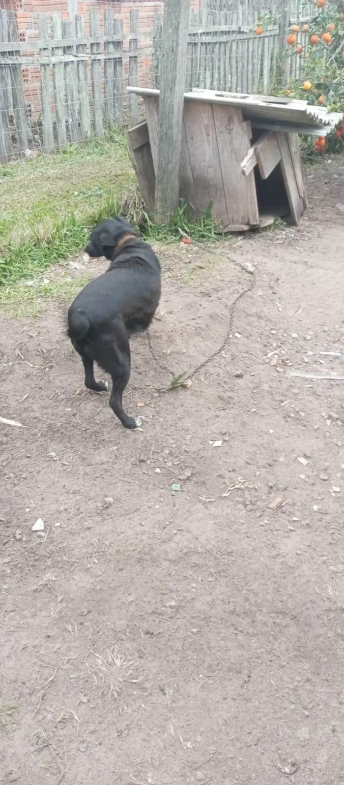 Cachorro ra a SRD-ViraLata idade 4 anos nome Pretinha
