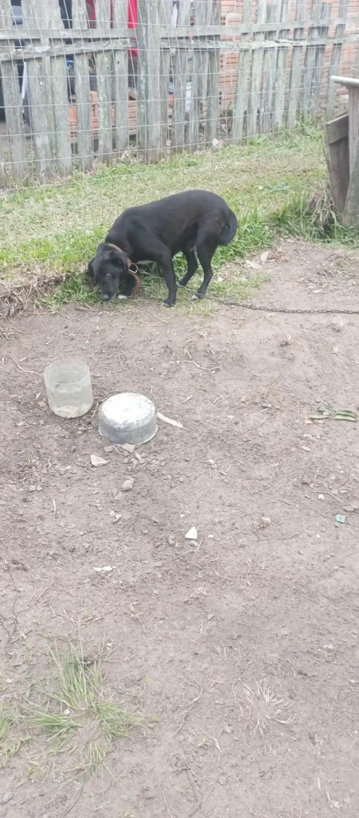 Cachorro ra a SRD-ViraLata idade 4 anos nome Pretinha