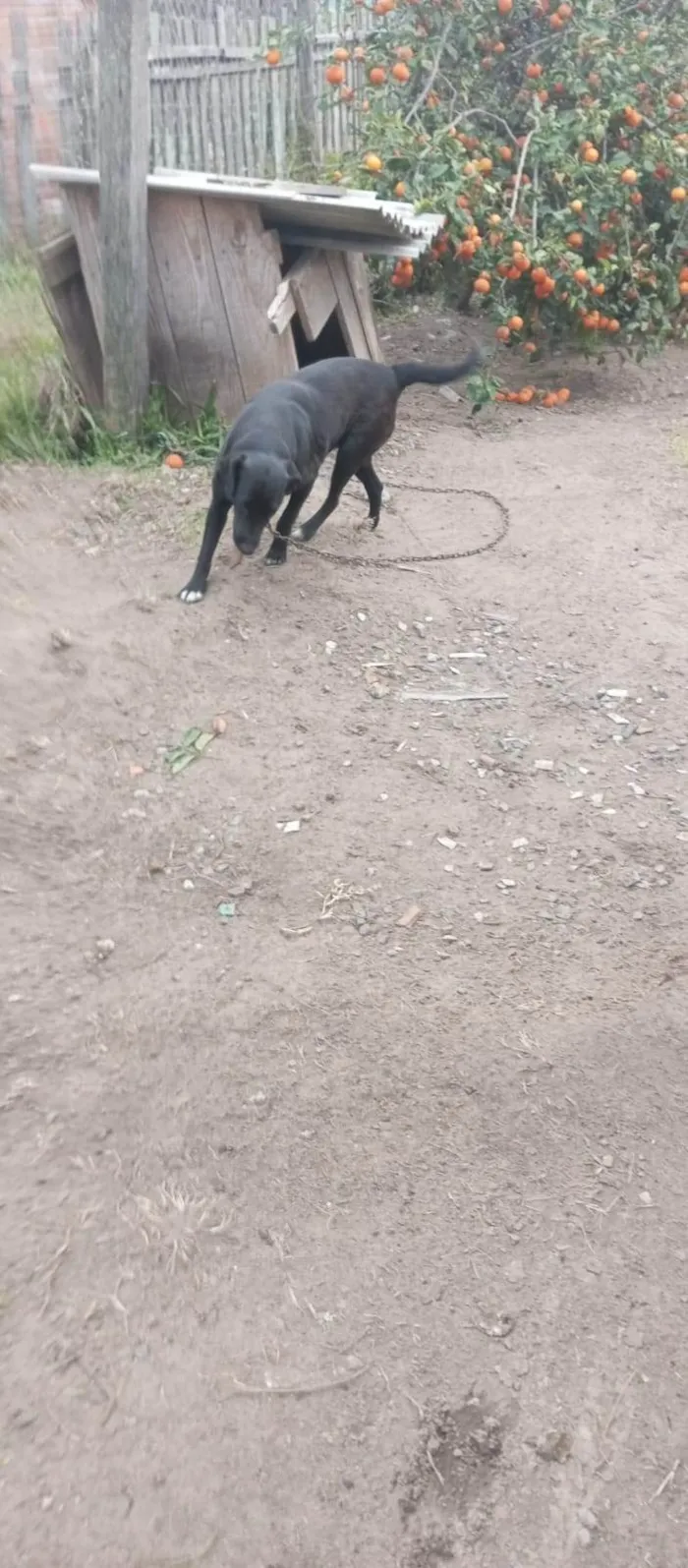 Cachorro ra a SRD-ViraLata idade 4 anos nome Pretinha