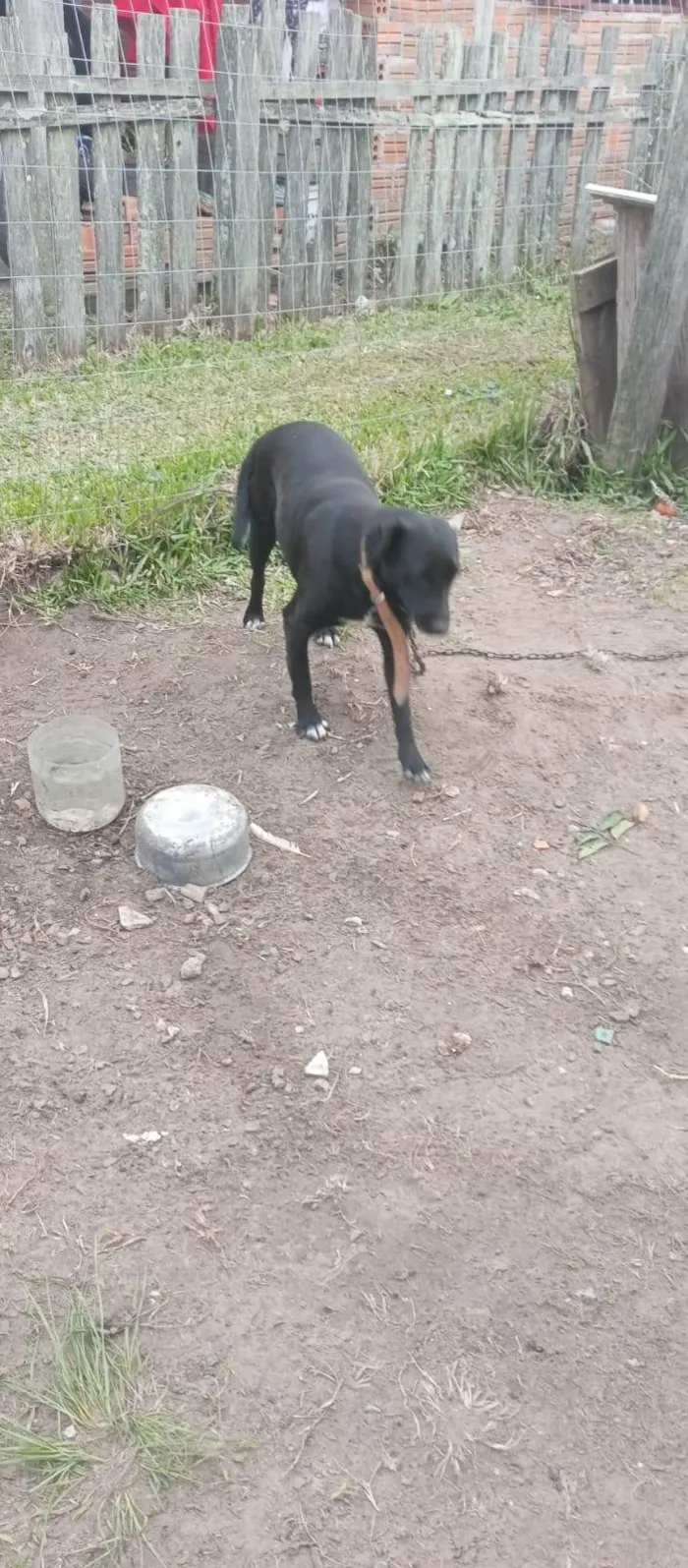 Cachorro ra a SRD-ViraLata idade 4 anos nome Pretinha