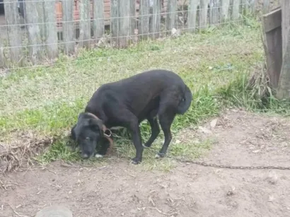 Cachorro raça SRD-ViraLata idade 4 anos nome Pretinha