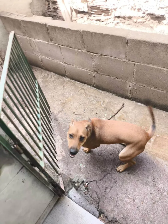 Cachorro ra a SRD-ViraLata idade 2 a 6 meses nome Amora