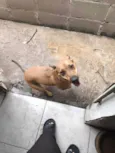 Amora